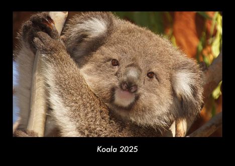 Tobias Becker: Koala 2025 Fotokalender DIN A3, Kalender