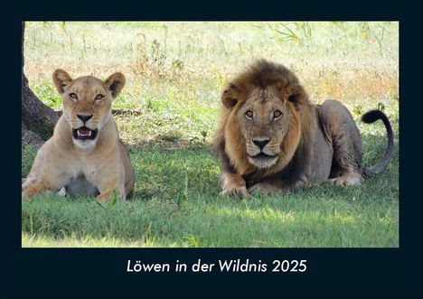 Tobias Becker: Löwen in der Wildnis 2025 Fotokalender DIN A4, Kalender