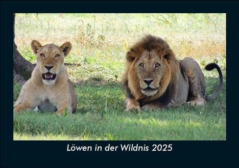 Tobias Becker: Löwen in der Wildnis 2025 Fotokalender DIN A5, Kalender