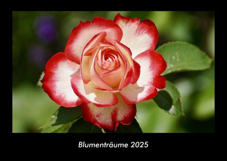 Tobias Becker: Blumenträume 2025 Fotokalender DIN A3, Kalender