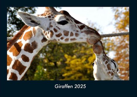 Tobias Becker: Giraffen 2025 Fotokalender DIN A4, Kalender