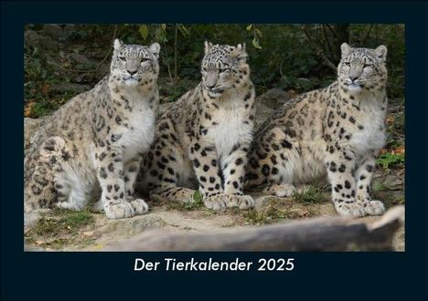 Tobias Becker: Der Tierkalender 2025 Fotokalender DIN A5, Kalender