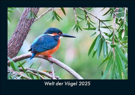 Tobias Becker: Welt der Vögel 2025 Fotokalender DIN A5, Kalender