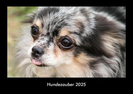 Tobias Becker: Hundezauber 2025 Fotokalender DIN A3, Kalender