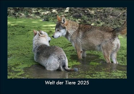 Tobias Becker: Welt der Tiere 2025 Fotokalender DIN A5, Kalender