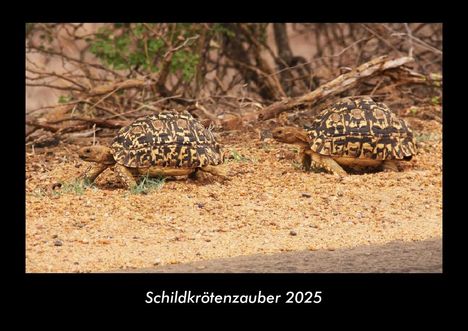 Tobias Becker: Schildkrötenzauber 2025 Fotokalender DIN A3, Kalender