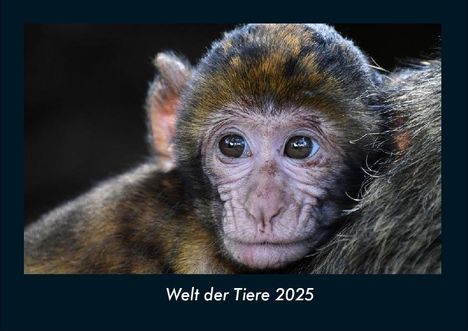 Tobias Becker: Welt der Tiere 2025 Fotokalender DIN A4, Kalender