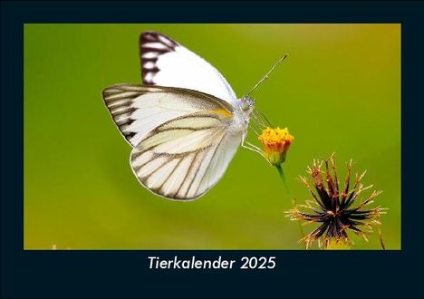 Tobias Becker: Tierkalender 2025 Fotokalender DIN A5, Kalender