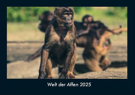 Tobias Becker: Welt der Affen 2025 Fotokalender DIN A4, Kalender