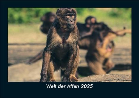 Tobias Becker: Welt der Affen 2025 Fotokalender DIN A5, Kalender