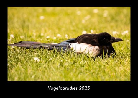 Tobias Becker: Vogelparadies 2025 Fotokalender DIN A3, Kalender