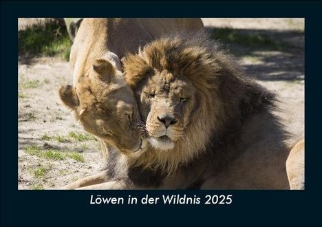 Tobias Becker: Löwen in der Wildnis 2025 Fotokalender DIN A5, Kalender