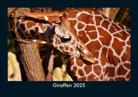 Tobias Becker: Giraffen 2025 Fotokalender DIN A5, Kalender