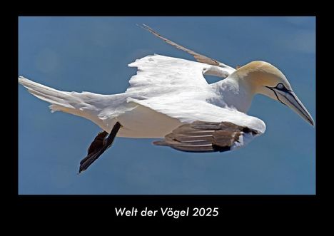 Tobias Becker: Welt der Vögel 2025 Fotokalender DIN A3, Kalender