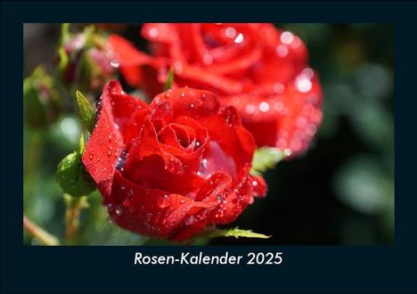 Tobias Becker: Rosen-Kalender 2025 Fotokalender DIN A5, Kalender