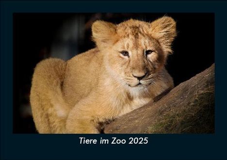 Tobias Becker: Tiere im Zoo 2025 Fotokalender DIN A5, Kalender