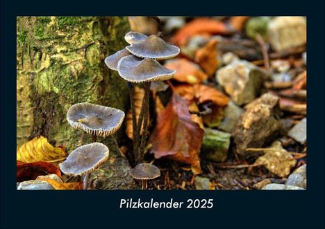 Tobias Becker: Pilzkalender 2025 Fotokalender DIN A4, Kalender