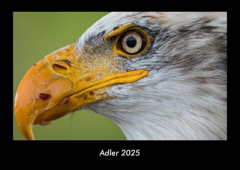 Tobias Becker: Adler 2025 Fotokalender DIN A3, Kalender