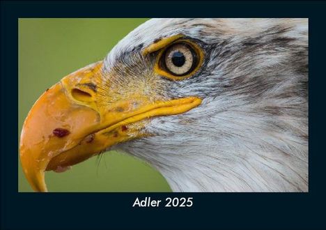 Tobias Becker: Adler 2025 Fotokalender DIN A5, Kalender