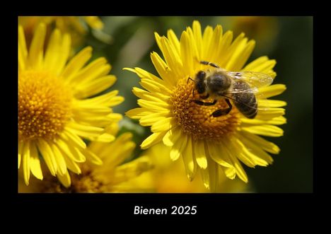 Tobias Becker: Bienen 2025 Fotokalender DIN A3, Kalender