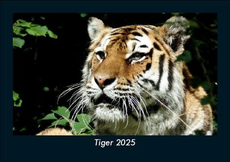 Tobias Becker: Tiger 2025 Fotokalender DIN A5, Kalender