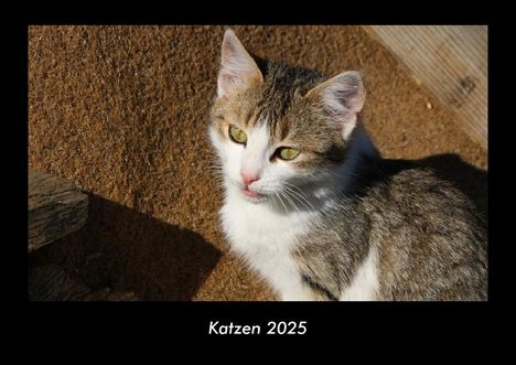 Tobias Becker: Katzen 2025 Fotokalender DIN A3, Kalender