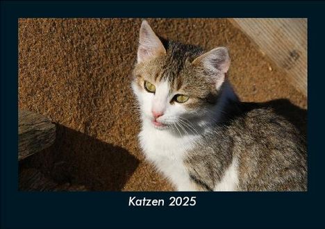 Tobias Becker: Katzen 2025 Fotokalender DIN A5, Kalender