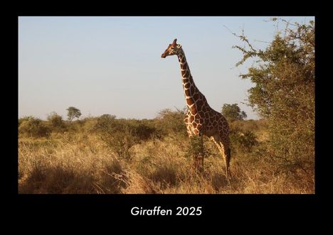 Tobias Becker: Giraffen 2025 Fotokalender DIN A3, Kalender