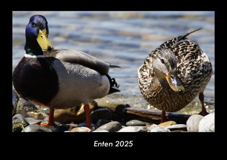 Tobias Becker: Enten 2025 Fotokalender DIN A3, Kalender