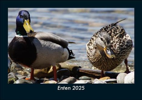 Tobias Becker: Enten 2025 Fotokalender DIN A5, Kalender