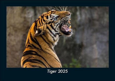 Tobias Becker: Tiger 2025 Fotokalender DIN A5, Kalender