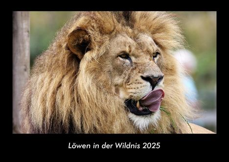 Tobias Becker: Löwen in der Wildnis 2025 Fotokalender DIN A3, Kalender