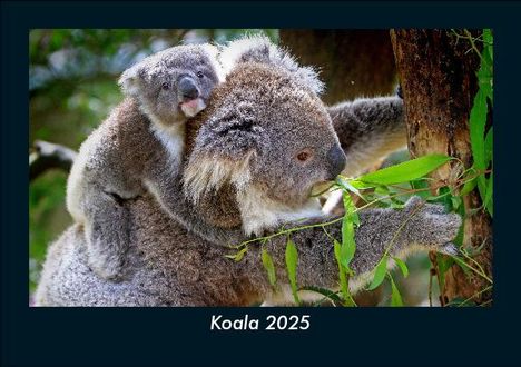 Tobias Becker: Koala 2025 Fotokalender DIN A5, Kalender