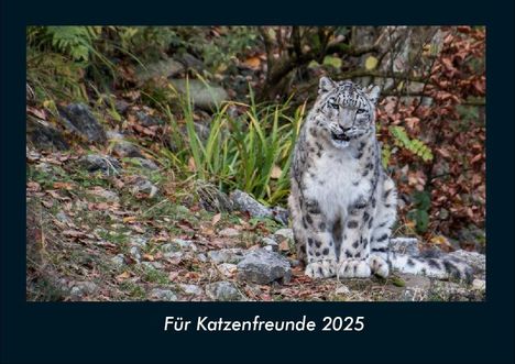 Tobias Becker: Für Katzenfreunde 2025 Fotokalender DIN A4, Kalender