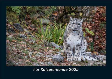 Tobias Becker: Für Katzenfreunde 2025 Fotokalender DIN A5, Kalender