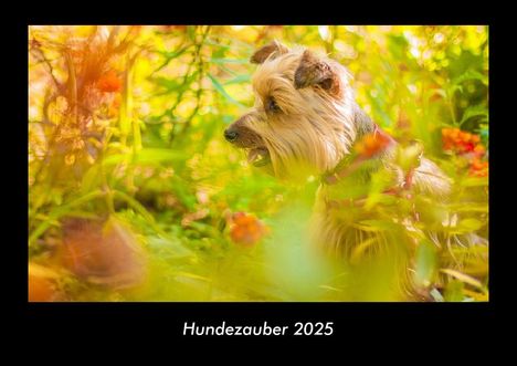 Tobias Becker: Hundezauber 2025 Fotokalender DIN A3, Kalender