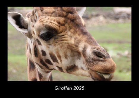 Tobias Becker: Giraffen 2025 Fotokalender DIN A3, Kalender