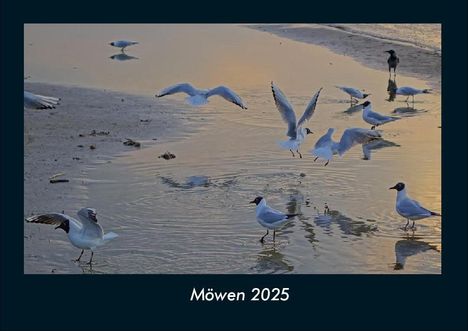 Tobias Becker: Möwen 2025 Fotokalender DIN A4, Kalender