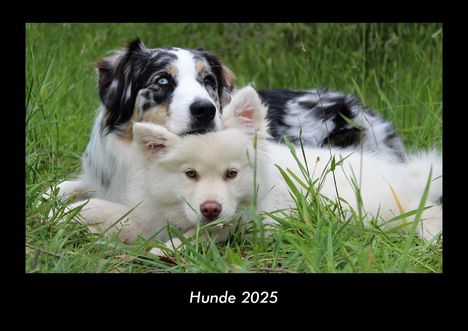 Tobias Becker: Hunde 2025 Fotokalender DIN A3, Kalender