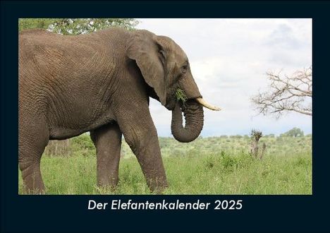 Tobias Becker: Der Elefantenkalender 2025 Fotokalender DIN A5, Kalender