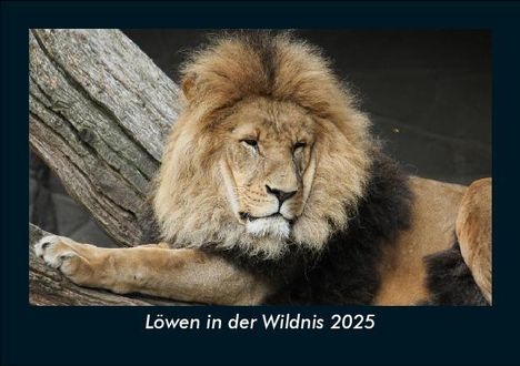 Tobias Becker: Löwen in der Wildnis 2025 Fotokalender DIN A5, Kalender