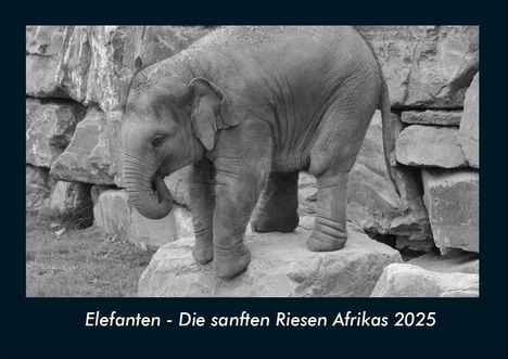 Tobias Becker: Elefanten - Die sanften Riesen Afrikas 2025 Fotokalender DIN A4, Kalender