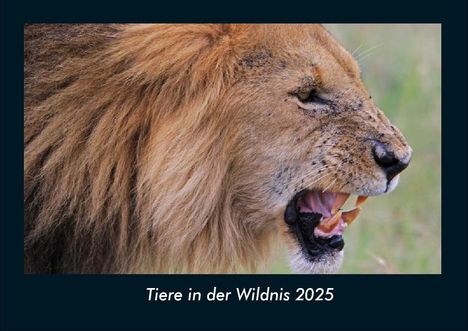 Tobias Becker: Tiere in der Wildnis 2025 Fotokalender DIN A4, Kalender