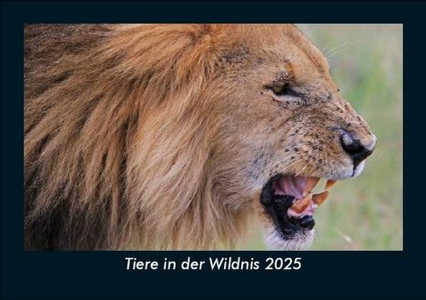 Tobias Becker: Tiere in der Wildnis 2025 Fotokalender DIN A5, Kalender