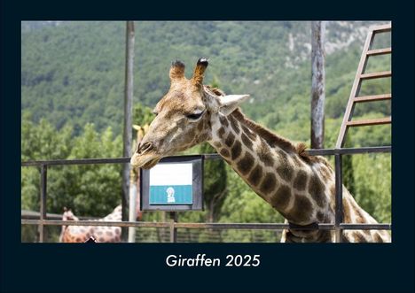 Tobias Becker: Giraffen 2025 Fotokalender DIN A4, Kalender