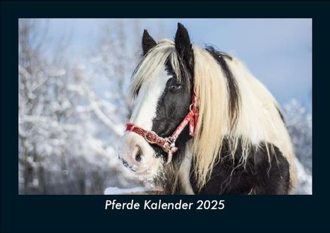 Tobias Becker: Pferde Kalender 2025 Fotokalender DIN A5, Kalender