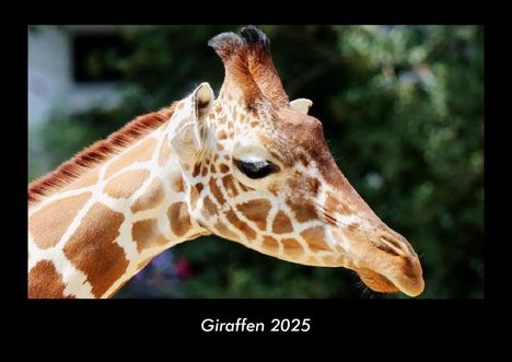 Tobias Becker: Giraffen 2025 Fotokalender DIN A3, Kalender