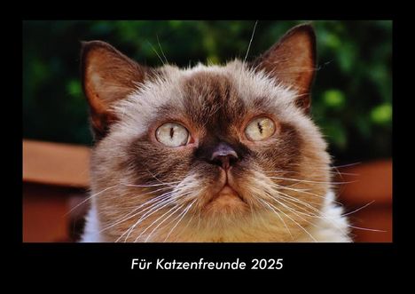 Tobias Becker: Für Katzenfreunde 2025 Fotokalender DIN A3, Kalender