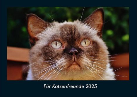 Tobias Becker: Für Katzenfreunde 2025 Fotokalender DIN A4, Kalender