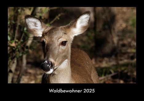 Tobias Becker: Waldbewohner 2025 Fotokalender DIN A3, Kalender